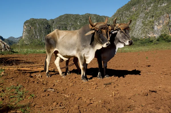 Traditional work for two oxes tied by a yoke. — Stock Photo, Image