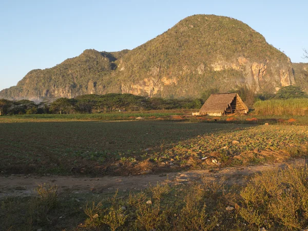 Reetgedeckter Hangar auf einem Feld. — Stockfoto