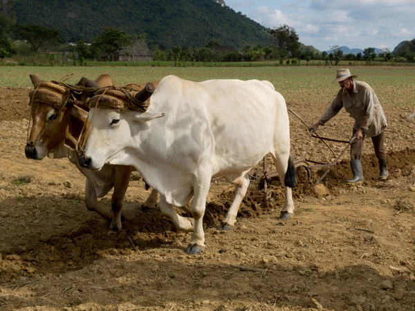 Farmer ploughing with two oxes and smoking a cigar. — Stock Photo, Image