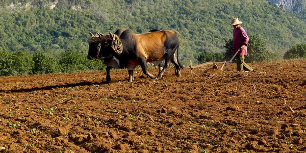 Due buoi legati da un giogo arano il campo . — Foto Stock