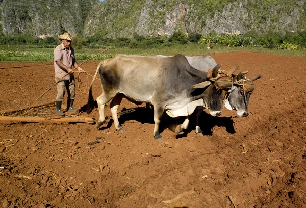 Agricultor trabajando el suelo con dos bueyes . — Foto de Stock
