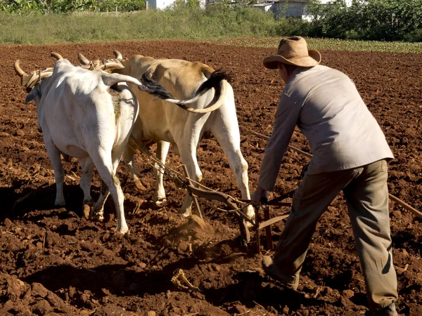 Traditional ploughing. — Stock Photo, Image