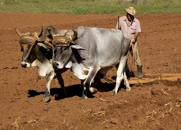 Peasant with two oxes tied by a yoke.