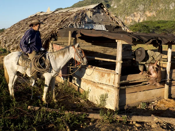 Bir domuz tarafından bacaklar taşıyan çiftçi. — Stok fotoğraf