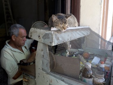 Tatlı kedi uyuyor..