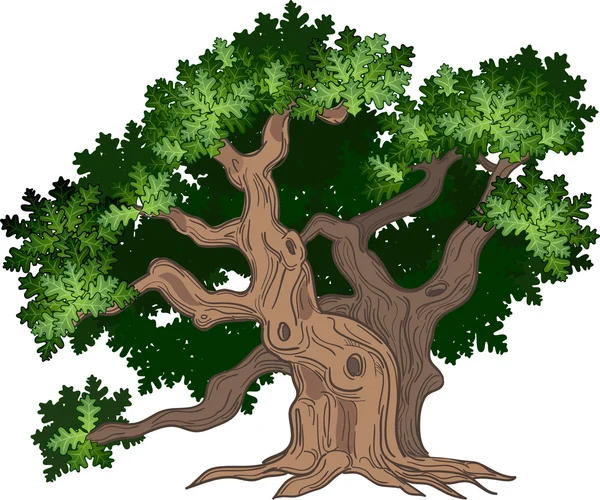 Big oak tree — Stock Vector