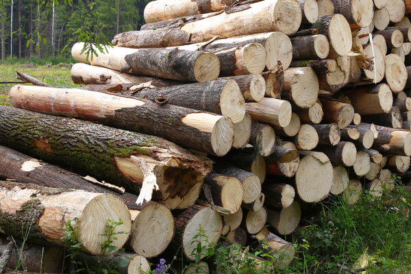 Piled tree trunks closeup