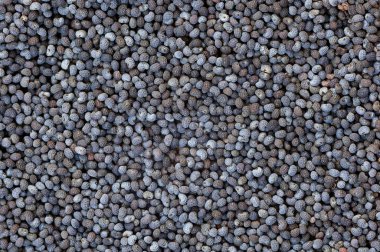 haşhaş tohumu yakın çekim