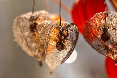 Kurutulmuş Physalis fener yakın çekim
