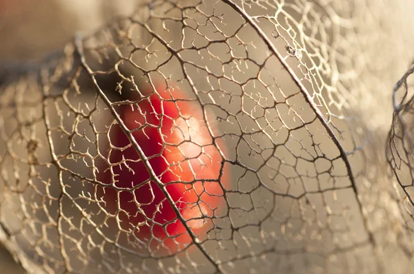 Kurutulmuş Physalis fener yakın çekim