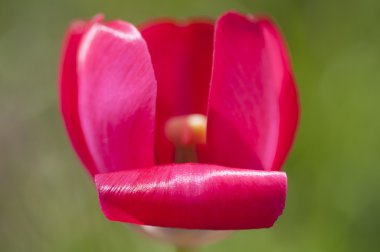 Kırmızı çiçek Lale yakın çekim