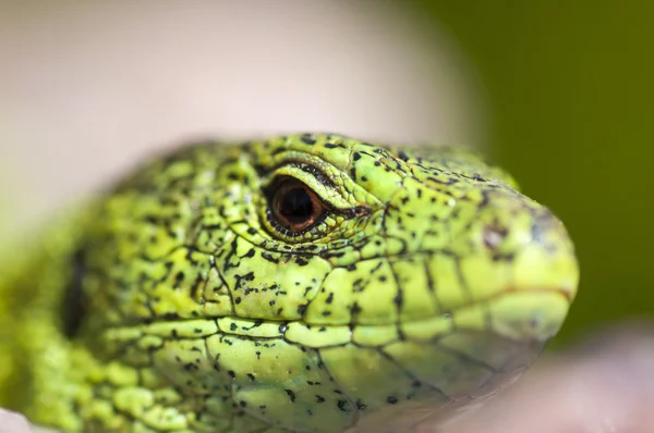 กิ้งก่าทราย (Lac certain agilis) ตัวผู้ใกล้เข้ามา — ภาพถ่ายสต็อก