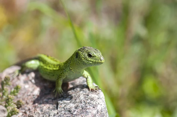 Lagarto de areia (Lacerta agilis) macho — Fotografia de Stock