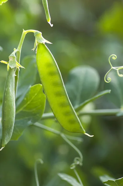 Guisantes jóvenes en la vaina — Foto de Stock