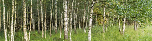 Paisaje panorámico de Birch grove — Foto de Stock
