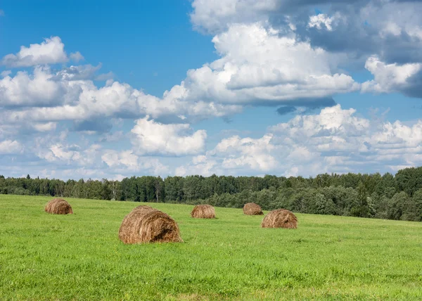 Campo con haystacks vicino foresta. — Foto Stock