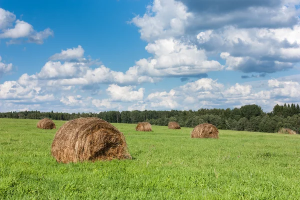 A mező a Szénaboglyák és fák. — Stock Fotó