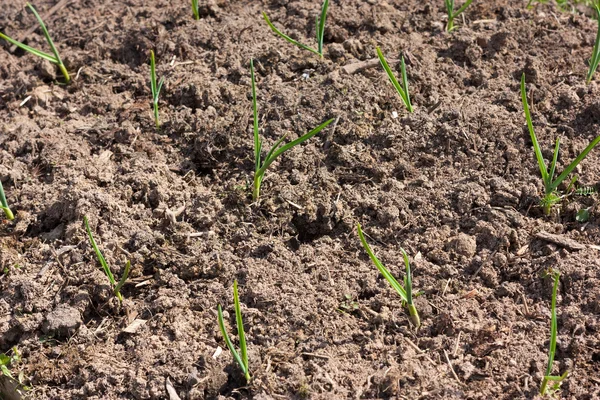 Many young green sprouts in brown soil — Stock Photo, Image