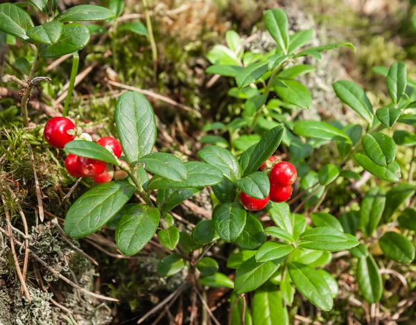 Arándanos Rojos Maduros Arbusto Silvestre Con Bayas Hojas Verdes Bosque —  Fotos de Stock