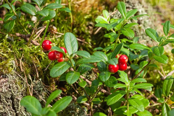 Red Ripe Lingonberries Wild Bush Berries Green Leaves Summer Forest — Stock Photo, Image