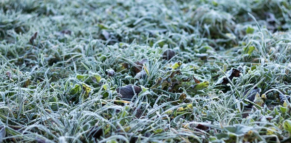 Grünes Gras Bei Frost Mit Raureif Der Kalten Jahreszeit Unter — Stockfoto