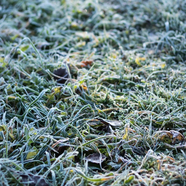 Gras Mit Raureif Der Kalten Jahreszeit Unter Hellem Sonnenlicht Geringe — Stockfoto