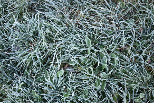 Griechisches Gras Frost Mit Raureif Der Kalten Jahreszeit Bedeckt Natur — Stockfoto