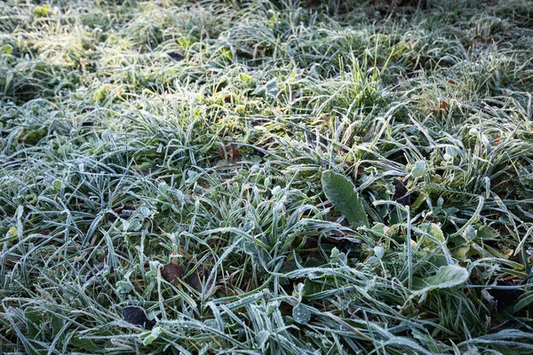 Grünes Gras Mit Raureif Der Kalten Jahreszeit Unter Hellem Sonnenlicht — Stockfoto