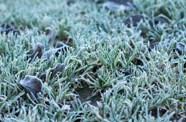 Grünes Gras Mit Blättern Frost Mit Raureif Der Kalten Jahreszeit — Stockfoto