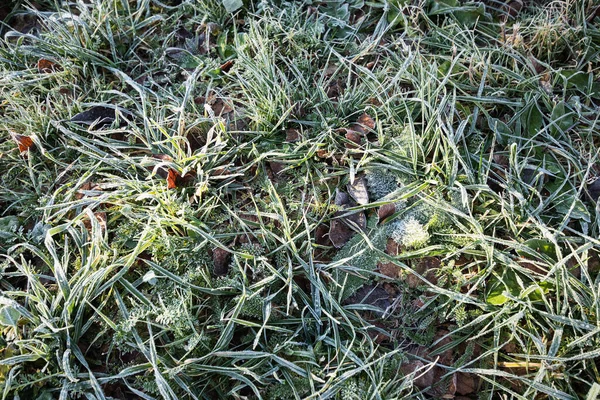 寒冷季节阳光下覆盖着霜冻的绿草 大自然的抽象背景 — 图库照片