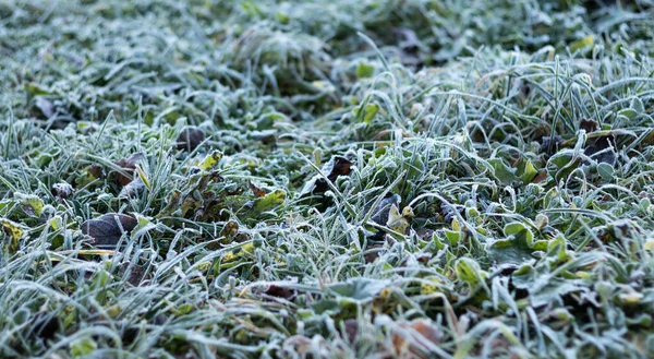 Gras Frost Mit Raureif Bedeckt Der Kalten Jahreszeit Unter Hellem — Stockfoto