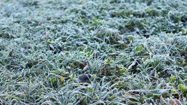Grünes Gras Frost Mit Raureif Der Kalten Jahreszeit Unter Sonnenlicht — Stockfoto