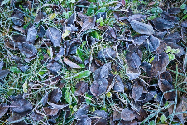 寒冷季节覆盖着冻土的草叶和枯叶 大自然的抽象背景 — 图库照片
