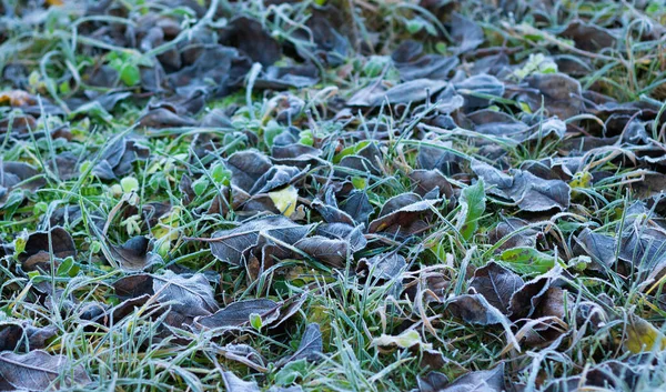 Grass Dead Leaves Frost Covered Hoarfrost Cold Season Shallow Depth — Stock Photo, Image