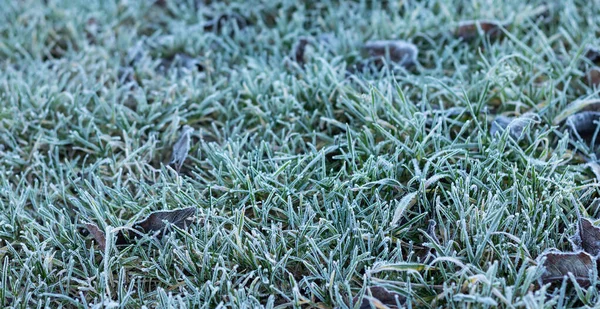 Grünes Gras Frost Mit Raureif Der Kalten Jahreszeit Bedeckt Geringe — Stockfoto
