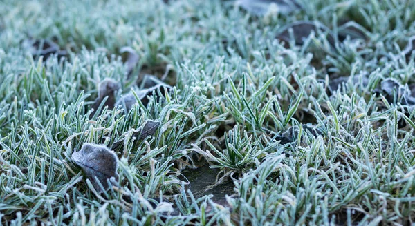 Green Grass Leaves Covered Hoarfrost Cold Season Closeup Macro View — Stock Photo, Image