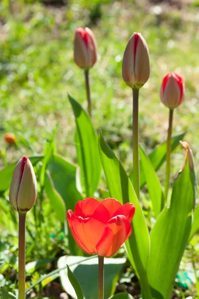 Belas Tulipas Vermelhas Contra Fundo Folhagem Verde Luz Solar Brilhante — Fotografia de Stock