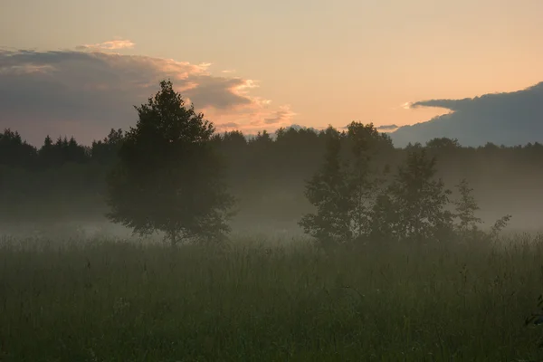 Zonsondergang over de weide onder mist — Stockfoto