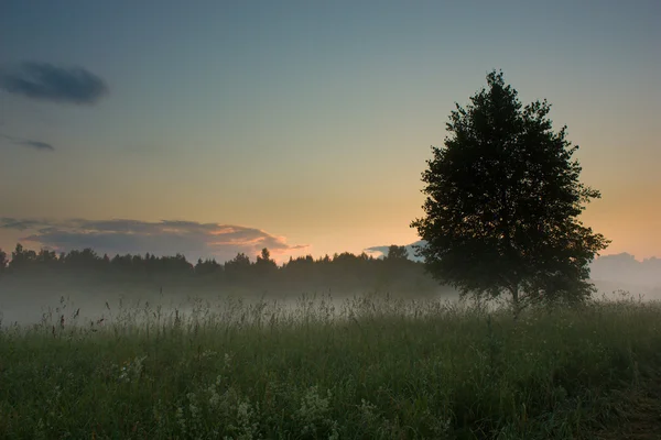 Solnedgång över ängen under dimma — Stockfoto