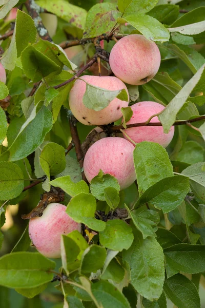 Cosecha de manzana —  Fotos de Stock
