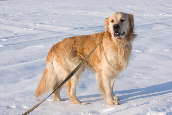 Cão retriever dourado em show — Fotografia de Stock