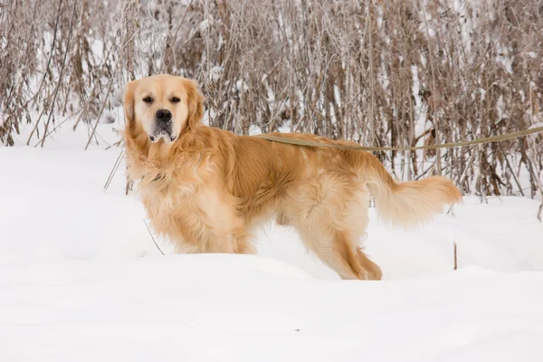 Cão retriever dourado em show — Fotografia de Stock