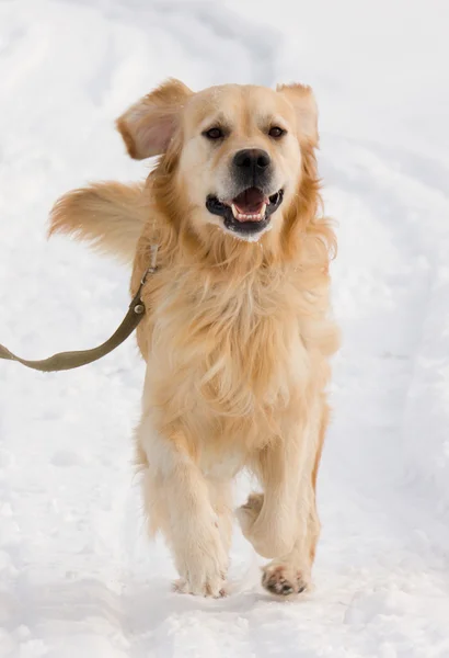 Golden Retriever dog in show — Stock Photo, Image