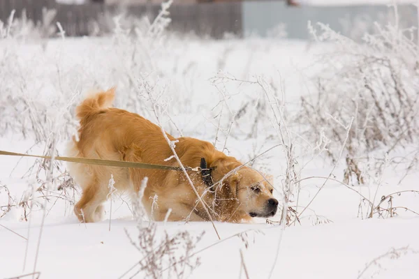 Golden Retriever dog in show — Stock Photo, Image