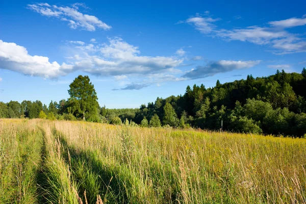 Weide en bos onder zonlicht — Stockfoto