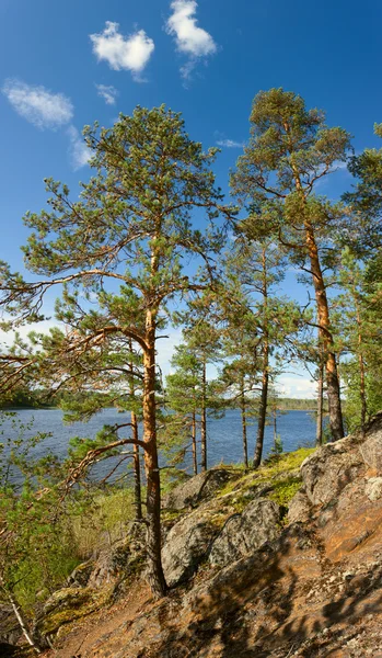 Albero di pino sulla sponda del lago Ladoga — Foto Stock