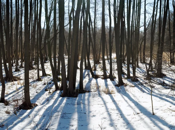 Foresta primaverile con neve — Foto Stock