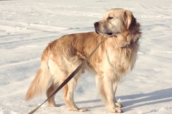 Golden Retriever hund i show med Instagram stil filter — Stockfoto