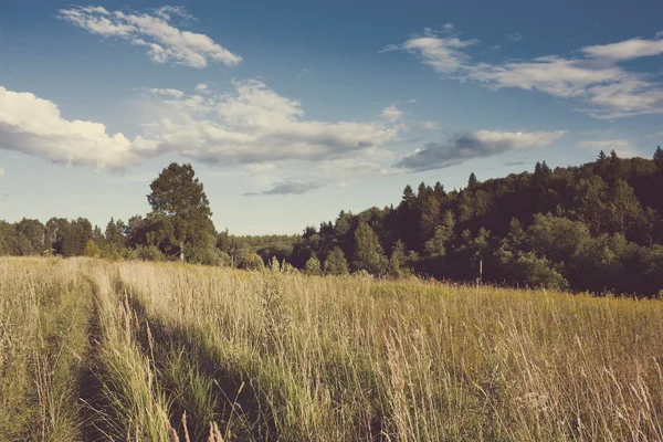 Meadow and forest under sunlight with Instagram style filter — Stock Photo, Image