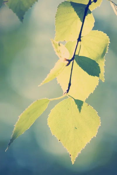 Branche de bouleau avec filtre style Instagram — Photo